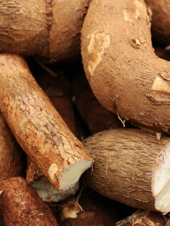 Varios ejemplares de yuca o mandioca enteros y sin pelar