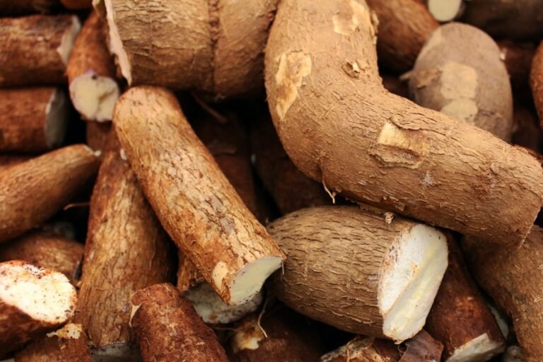 Varios ejemplares de yuca o mandioca enteros y sin pelar